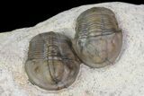 Two Proetid (Timsaloproetus?) Trilobites - Jorf, Morocco #75571-3